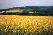 rapeseedfields