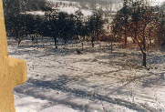 a deer in the orchard